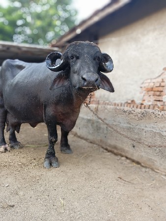 ભેસ વેચવાની છે