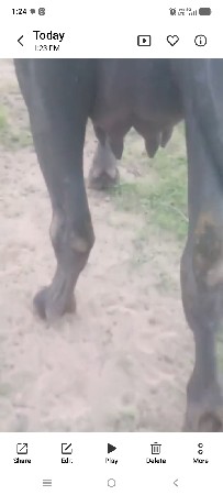 વેચવાની