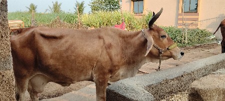ગાય વેચવાની છે