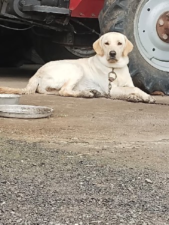 dog વેચવાના છે