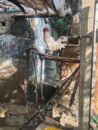 મરઘો વેચાવ નો છે