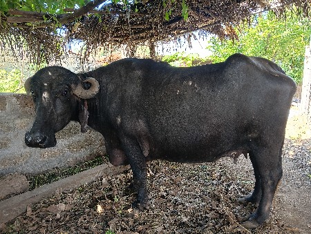 ભેંસ વેચવાની છે