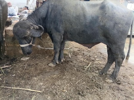 પાડો વેચવાનો છે.