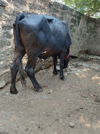 પ્યોર ક્રોસ ઓળખી વેચવાની છે