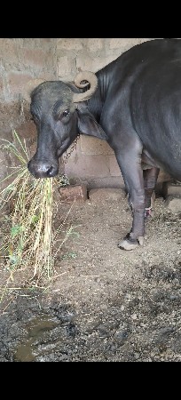 ભૅસ વૅચવાની છૅ