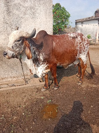 ગાય વેસવાની સે સાવ સોજી સે