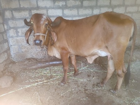 ગીર હોડકી વેચવાની છે