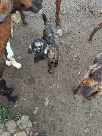 3 બૉકઙા 1 ના3400