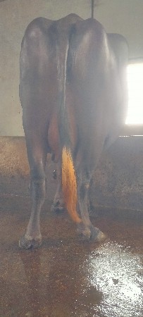 હા
