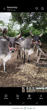 બળદ વેચવાના છે