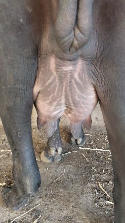ભેંસ વેચવાની છે