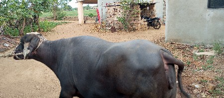 15દિવસ ની વાર છે