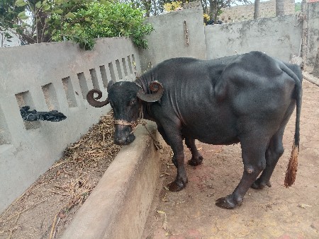 ભેંસ વેચવાની છે