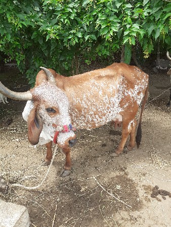 આગાય વેચવાની છે શોજીછે