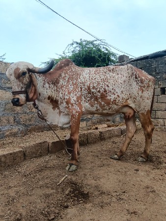 ગાય વેચવાની છે
