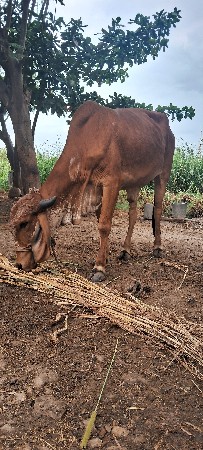 ગીર હોડકી વેચવા ની છે