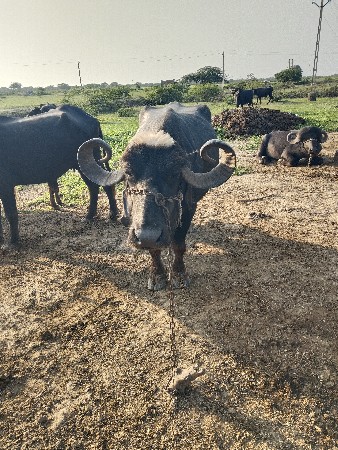 ભેસ વેચવા ની છે