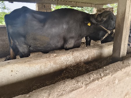 ભેંસ વેચવાની છે