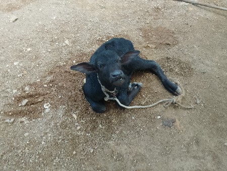 hardash bhai