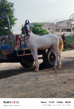 વશેરો