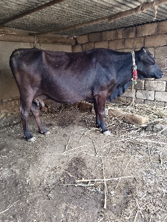 ત્રણ ગાયું વેચવાની છે