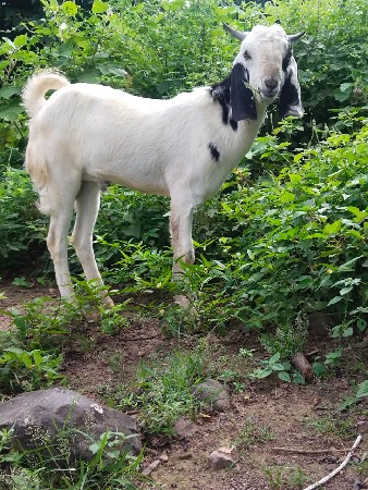 2 બોક્ડા