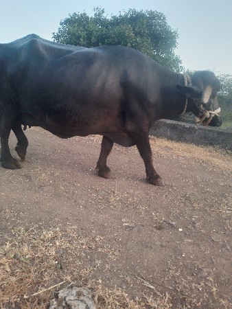 આં ભેંશ વેચાવાની છેં