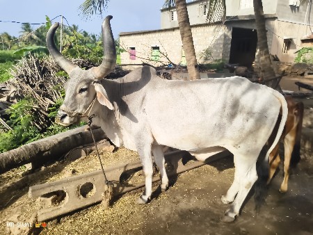 બળદ વેચવાનો છે