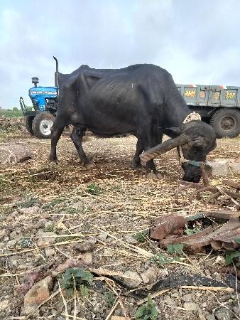 ભેંસ વેચવાની છે