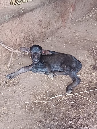 ભેંસ વેચવાની છે