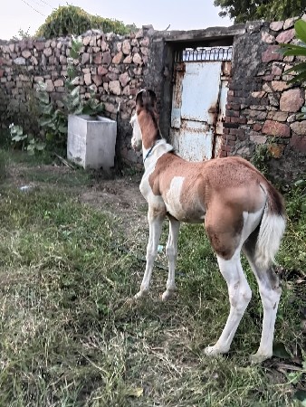 વચ્ચેરી વેચવાની છે