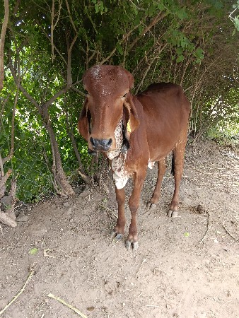 આ ગાય વેચવાની છે