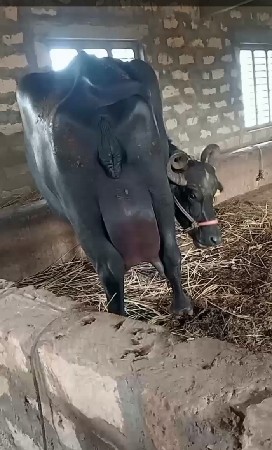 ભેંસ વેસવા ની છે