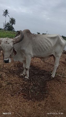 બરદફીઆપવાનાછે