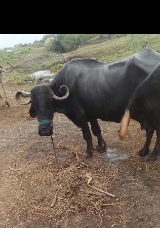 ભેંસ વેચવાની છે