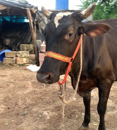 ગાય વેચવાની છે