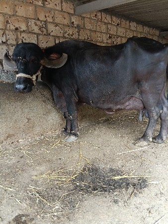 ભેંસ વેચવાની છે