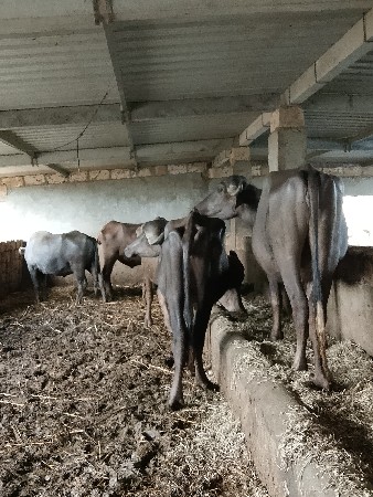 5 ખડેલા વેચવાના છે .