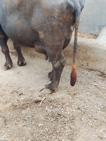 ભેસ વેસવાનિ છે