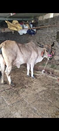 બીજું વેતર ગાય વેચવા ની છે