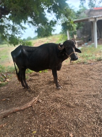 ખડેલા