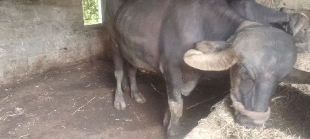 ભેંસ વેચવાની છે