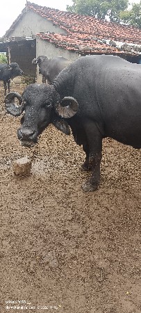 ભેંસ વેચવાની છે