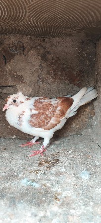 7 કબૂતર છે