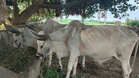 બળદ આપવા ના છે