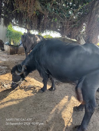 ભેંસ વેચવાની છે ,