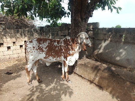 ગીર વાછડી