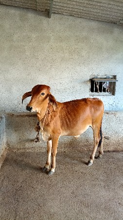 ં