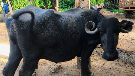 પ્રવીણ કુનપરા