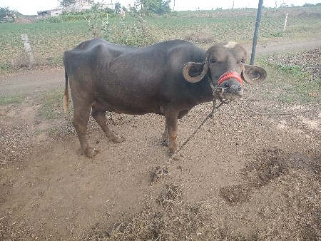 2 વેતર